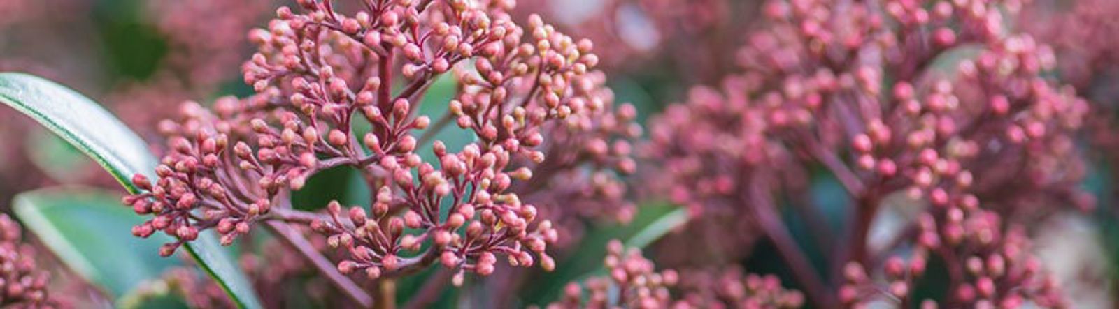 Les plantes à baies, les beautés de l'hiver